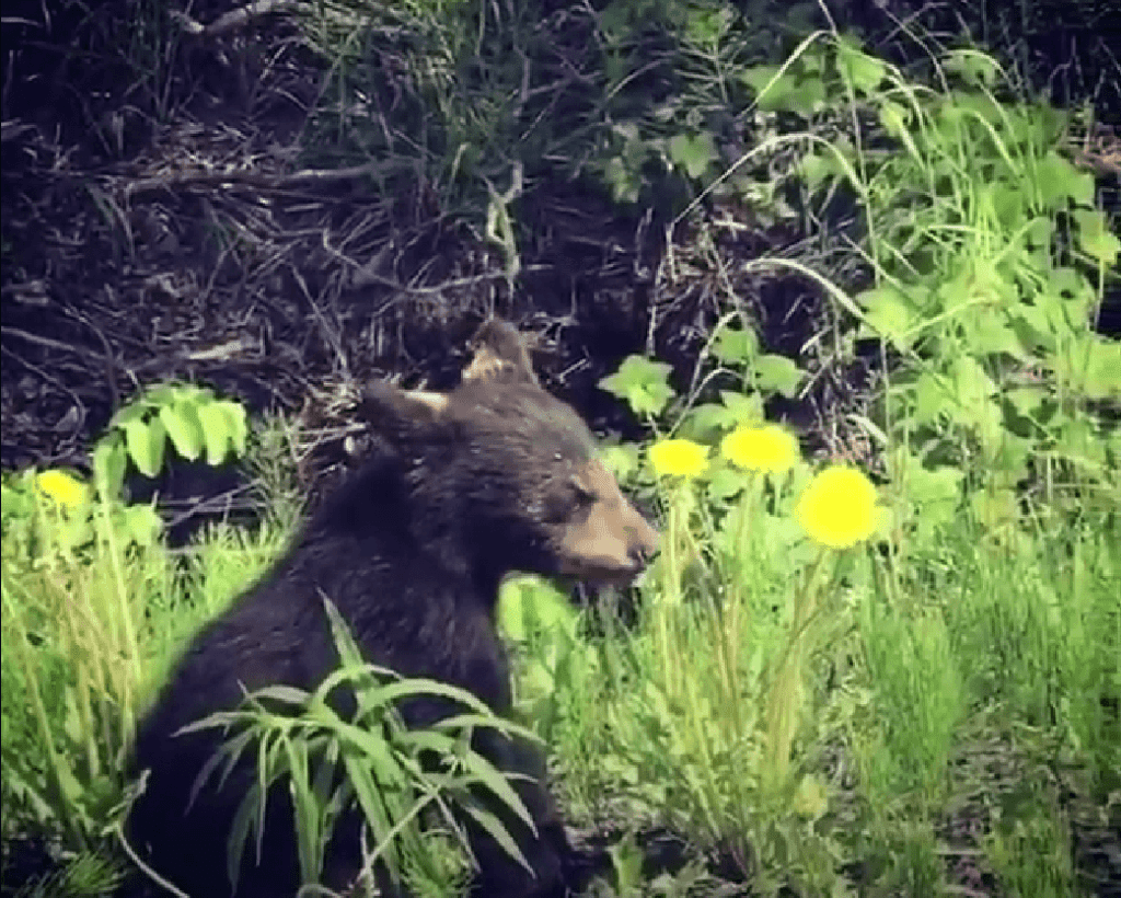 baby bear in Arctic Valley