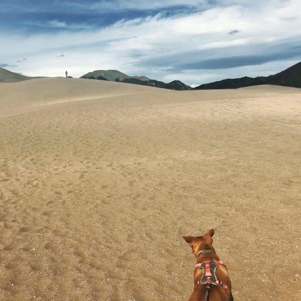 Roxy at Sand dunes near Westcliffe
